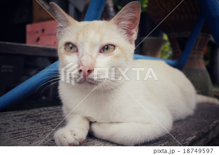 Cat looking 18749597