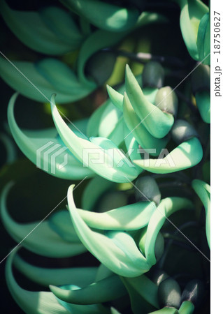 Newguinea Creeper - green flowers Newguinea Creeper - green flowers 18750627