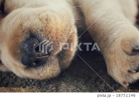 Mouth of labrador puppy Mouth of labrador puppy 18751146