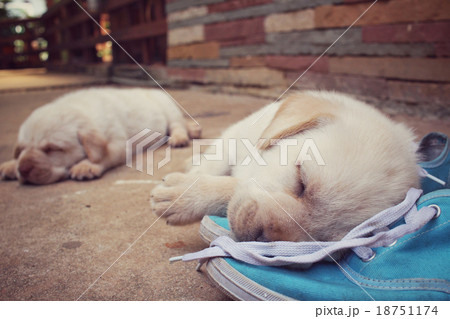 Labrador puppy dog with shoes Labrador puppy dog with shoes 18751174