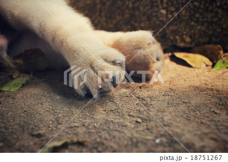Feet of labrador puppy dog Feet of labrador puppy dog 18751267