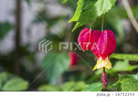 チロリアンランプ チロリアンランプ 18752254