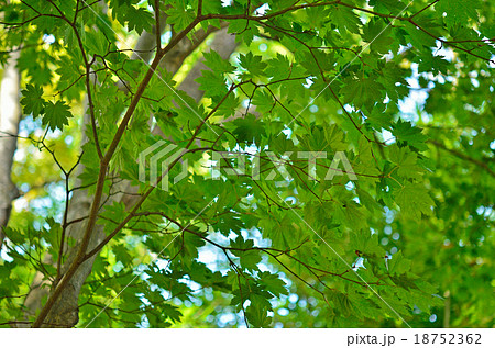 樹木：ハウチワカエデ　カエデ科 18752362