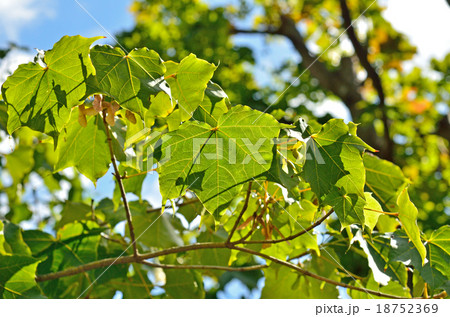 樹木：イタヤカエデ　カエデ科 18752369