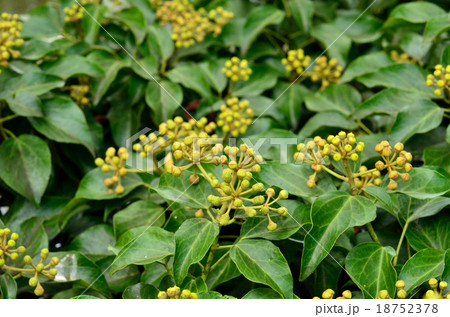 樹木:キヅタ ウコギ科 樹木:キヅタ ウコギ科 18752378