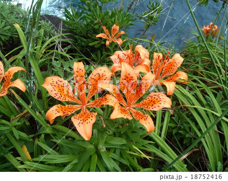 伊豆城ヶ崎海岸のスカシユリ 18752416