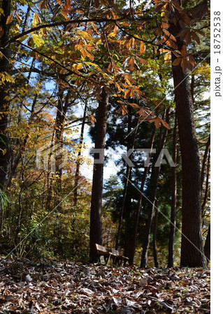 紅葉公園 紅葉公園 18752538