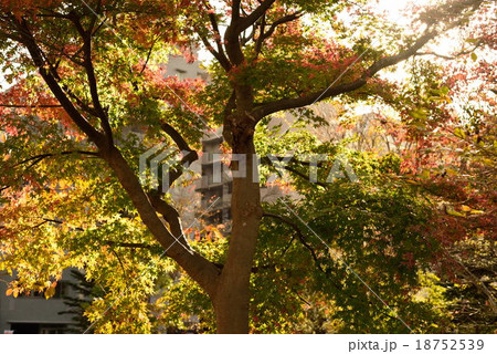 町の紅葉 18752539