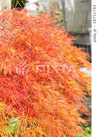オレンジ色のシダレモミジ 18752784
