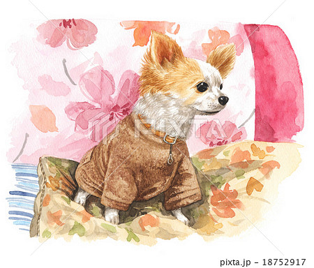 chihuahua151121pix7 18752917