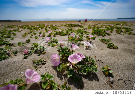 ハマヒルガオ 18753218