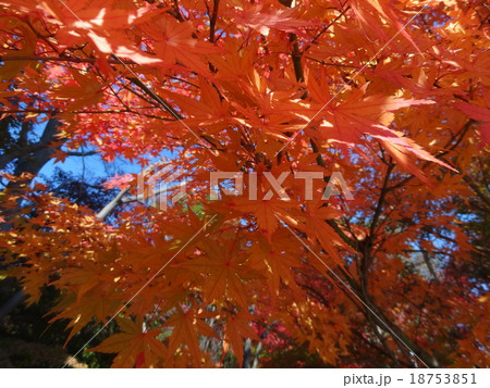 紅葉 18753851
