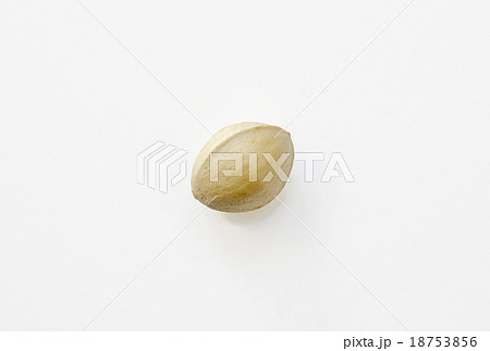 ギンナン(殻付き)_01 18753856