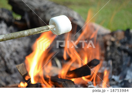 焚き火で焼かれるマシュマロの写真素材