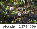 綿 18754099