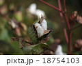 綿 18754103