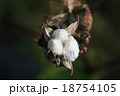 綿 18754105