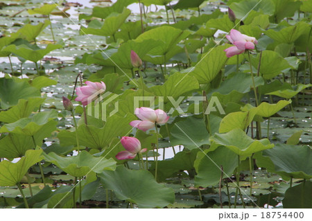 京都 夏の大覚寺 大沢池に咲く蓮の花の写真素材