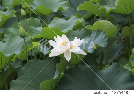 京都 夏の大覚寺 大沢池に咲く蓮の花の写真素材