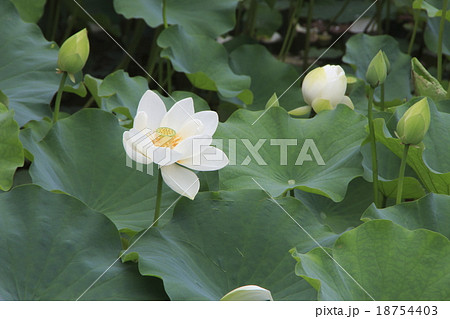 京都 夏の大覚寺・大沢池に咲く蓮の花の写真素材 [18754403] - PIXTA