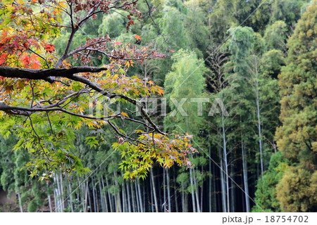 それはささやく 18754702