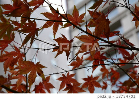 都会の秋 18754703