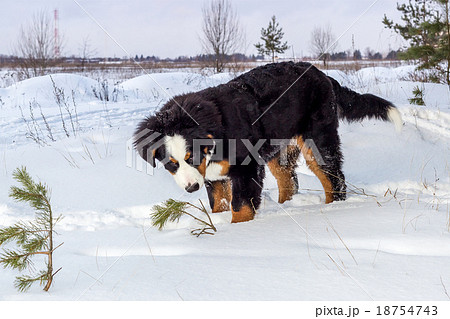 Young Mountain dog Young Mountain dog 18754743