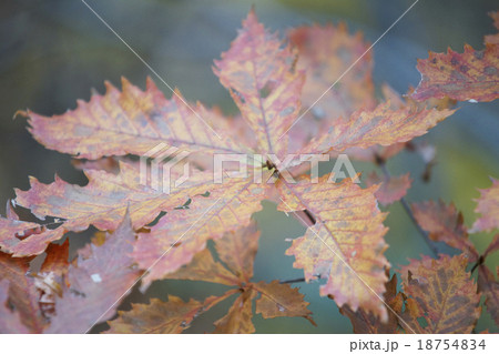 紅葉したミズナラの葉っぱ 紅葉したミズナラの葉っぱ 18754834