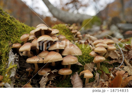 キノコの山 18754835