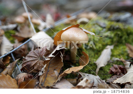 キノコ 18754836