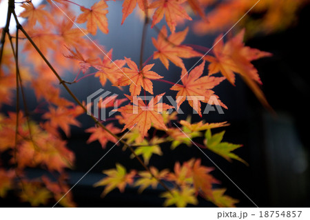 黒い板壁と紅葉 18754857