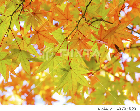 紅葉 紅葉 18754908