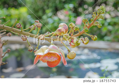 Canonball flower 18755743