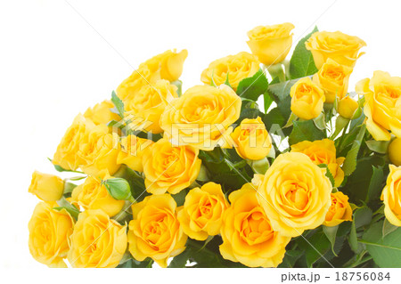 bouquet of fresh roses 18756084