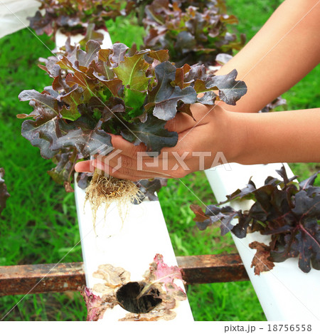 Hydroponic vegetable on hand Hydroponic vegetable on hand 18756558