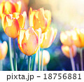 Nature background. Soft focus tulips flower. 18756881