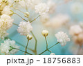 White flower on blue background. Soft focus. 18756883