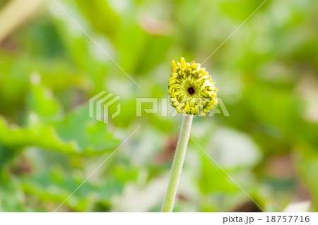 Yellow dandelion bud 18757716