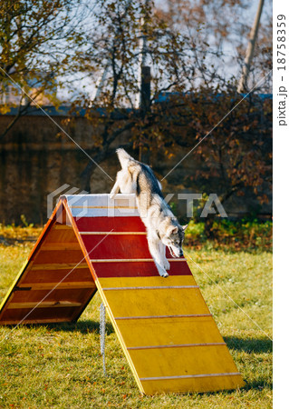 Husky in Dog agility, dog sport Husky in Dog agility, dog sport 18758359