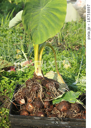 里芋収穫 18758897