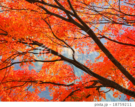 奥多摩湖の紅葉 18759211