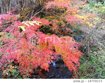 奥多摩湖の紅葉 奥多摩湖の紅葉 18759215