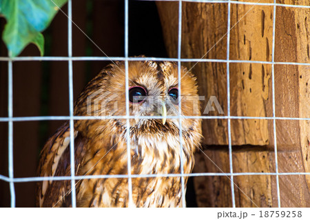 Owl is sitting in cage and looking up Owl is sitting in cage and looking up 18759258