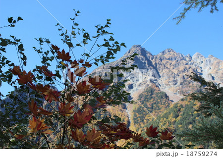 上高地の紅葉するカエデ 18759274