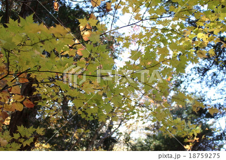 上高地の紅葉するカエデ 上高地の紅葉するカエデ 18759275