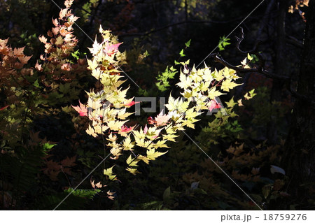 上高地の紅葉するカエデ 上高地の紅葉するカエデ 18759276