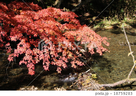 上高地の紅葉するカエデ 上高地の紅葉するカエデ 18759283