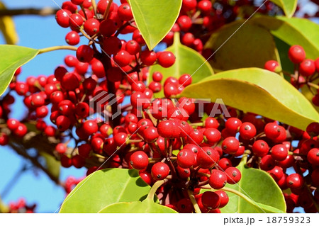 クロガネモチ実 18759323