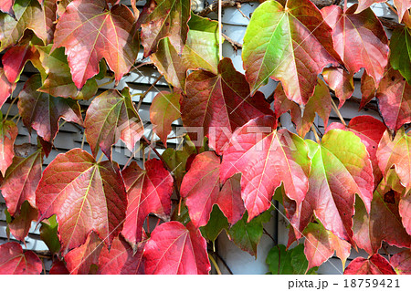 ツタ紅葉 18759421