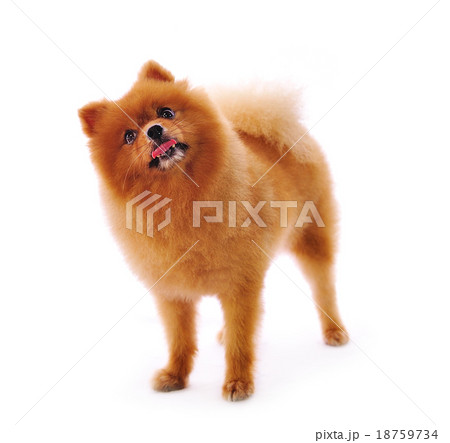 Pomeranian Spitz dog 18759734